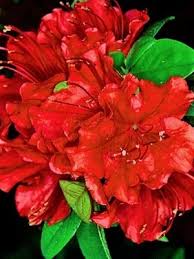 Azalea Girard S Hot Shot Azaleas Hot Shots Plants