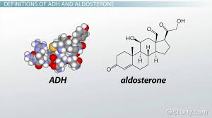 Image result for Aldosterone