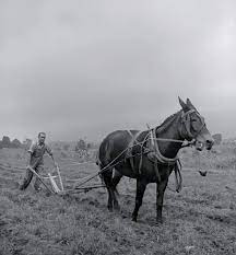 Claiborne County, Tennessee, 1940s... Caption Photograph of a boy riding a  mule. He is returning home from a trip made to a local grist mill. Photo:  Joe Clark HBSS - Clark Family