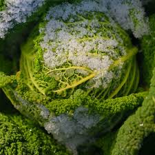 Plant seeds or seedlings after the final frost in an area that gets four to five hours of sun a day, and give it plenty of water. 5 Ways To Protect Your Garden From Frost And Freeze Damage The Home Depot