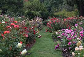 What Are The Differences Between The Colors Rose, Pink, Fuschia And  Magenta? - Quora