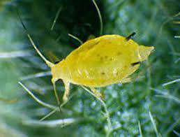 Check spelling or type a new query. Guide To Soybean Aphid Scouting And Management Cropwatch University Of Nebraska Lincoln