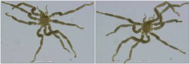 Image result for Pycnosphaera