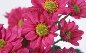 Download and use 100,000+ field of flowers stock photos for free. Images Of Background Beautiful Flowers Images Free Downloads