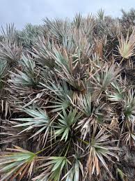 Image result for Serenoa repens