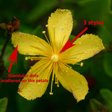 Image result for Hypericum aethiopicum