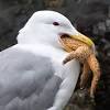 How to attract birds to your garden subscribe to the guardian here: 3