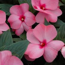 Image result for Impatiens zombensis