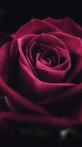 Download 720x1280 Wallpaper Pink Rose Close Up Bloom Samsung Galaxy Mini S3 S5 Neo Alpha Son Flower Close Up Rose Wallpaper Beautiful Flowers Wallpapers