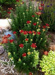 Strawberry Seduction Yarrow Beautiful Perennial Planting Flowers Colorado Gardening Flower Garden