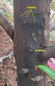 Tutorial sambung kaki ganda durian untuk pemula. Penyakit Pokok Durian Cara Rawatan Bukit Tapah Durian Orchard