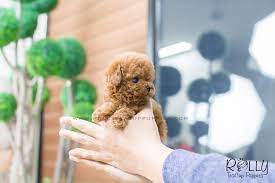 Wendy Poodle F Teacup Dogs For Sale Teacup Puppies For Sale Teacup Puppies