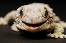 Image result for Sounds Of Lizards Like Sawing Wood