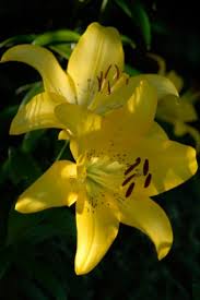 Maybe you would like to learn more about one of these? Tiger Lily Citronella 1 Gallon Winnipeg Greenhouses And Garden Centre Ron Paul Garden Centre