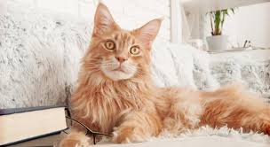 This breed probably was introduced by seamen who sailed into new england. Maine Coon Cat Breed Facts Pictures Characteristics Temperament