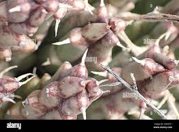 Image result for Tridentea