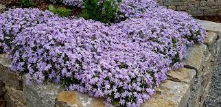 Die flammenblumen (phlox) sind eine pflanzengat… read more Teppich Flammenblume Emerald Cushion Blue Phlox Subulata Emerald Cushion Blue Gunstig Online Kaufen