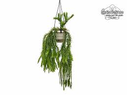 Image result for Huperzia bampsiana