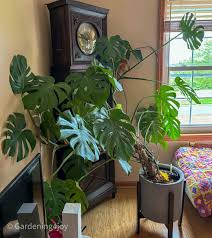 Image result for Monstera