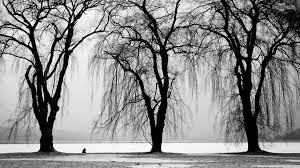 Black And White Photos Of Trees High Resolution Servers Pictures Google Search Black And White Tree Winter Landscape Tree Photography