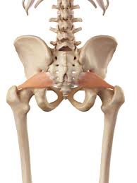 Check spelling or type a new query. Piriformis Syndrome What Is It And How Can Myotherapy And Massage Help