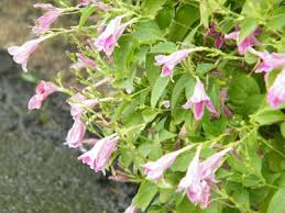 Image result for Asystasia intrusa