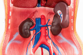 The word spleen comes from ancient greek σπλήν (splḗn). The Spleen Anatomy Function And Disease