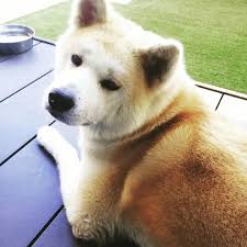 キラサン on instagram やや困り顔 w 秋田犬 akitainu 秋田 akita 岐阜 gifu 犬 dog キラサン killason akitaclub 可愛い cute 困った akita dog akita animals