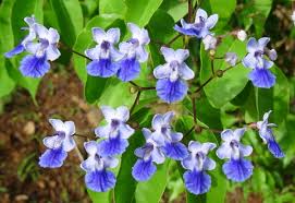 Image result for Vitex sp. A