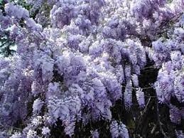 Wisteria Sinensis Edible Flowers Wisteria Plants