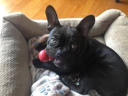 Frenchies are very sensitive dogs by. The Ultimate Kong Stuffing Recipe Guide For French Bulldogs