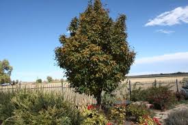 Image result for Olax aschersoniana