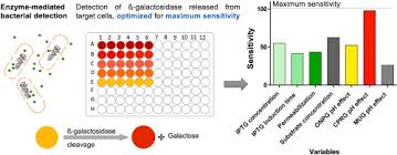 Beta Galactosidase - An Overview | Sciencedirect Topics