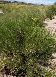 Image result for Octolepis