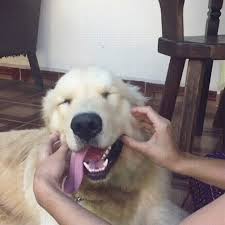 43 Golden Retriever Photos That Will Crack You Up Cuteness