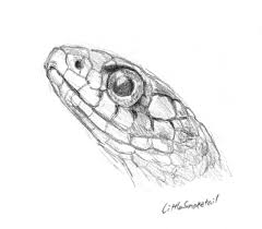 Download and use 300+ snake stock photos for free. Littlesnaketail Snake Head Pencil On Paper Reference Photo