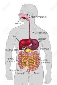 We did not find results for: The Human Digestive System Digestive Tract Or Alimentary Canal With Labels Labelled With Uk Spellings And Labels Like Those In The Gcse Syllabus Royalty Free Cliparts Vectors And Stock Illustration Image 54229205