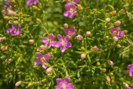 Image result for Chironia