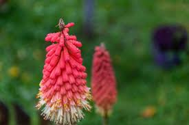 Image result for Cyathula lanceolata