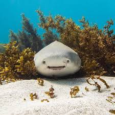A Leopard Shark Hiding Amongst The Seaweed At Ningaloo Reef In Coral Bay Cute Shark Leopard Shark Cute Animals