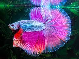 Listing is for one fish. 0i1dreha8w2cpm
