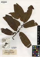 Image result for Myrica salicifolia