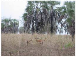 Image result for Rhynchosia pseudoviscosa