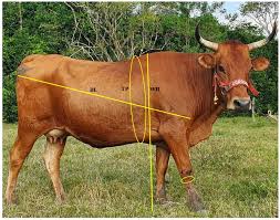 Image result for Paratheria