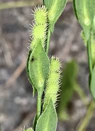 Image result for Zornia setosa