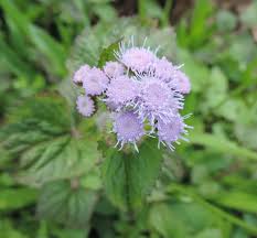 Image result for Ageratum houstonianum