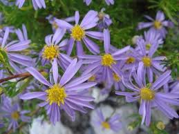 Image result for Felicia filifolia