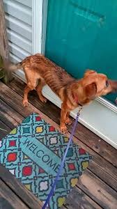 Looking for a reason to #foster dogs with us? Second Chance Program Highland Canine Training