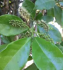 Image result for Combretum kraussii