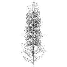 Vector Branch With Outline Callistemon Or Bottlebrush Flower Bunch And Leaves In Black Isolated On White Background Bunch Of Flowers Flowers White Background